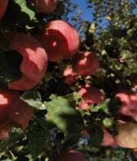 Yiyuan Red Apple